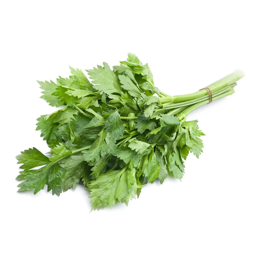 Celery Egyptian Celery - Image 1