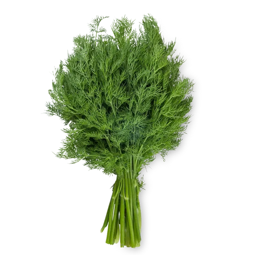 dill Egyptian Dill - Image 1