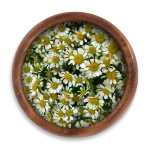 Egyptian Chamomile
